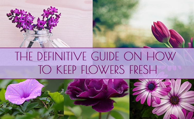 Flower Care 101 – The Definitive Guide on How to Keep Flowers Fresh