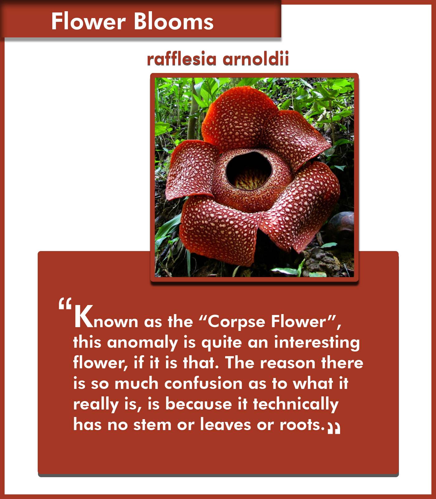 8 Blooming Behaviors Which Will Leave You Spellbound