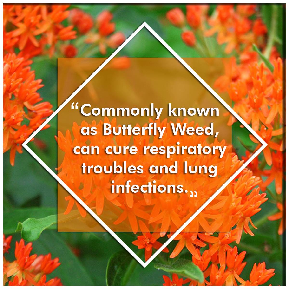 Butterfly Weed 5 Disorders that can be Cured by Medicinal Flowers