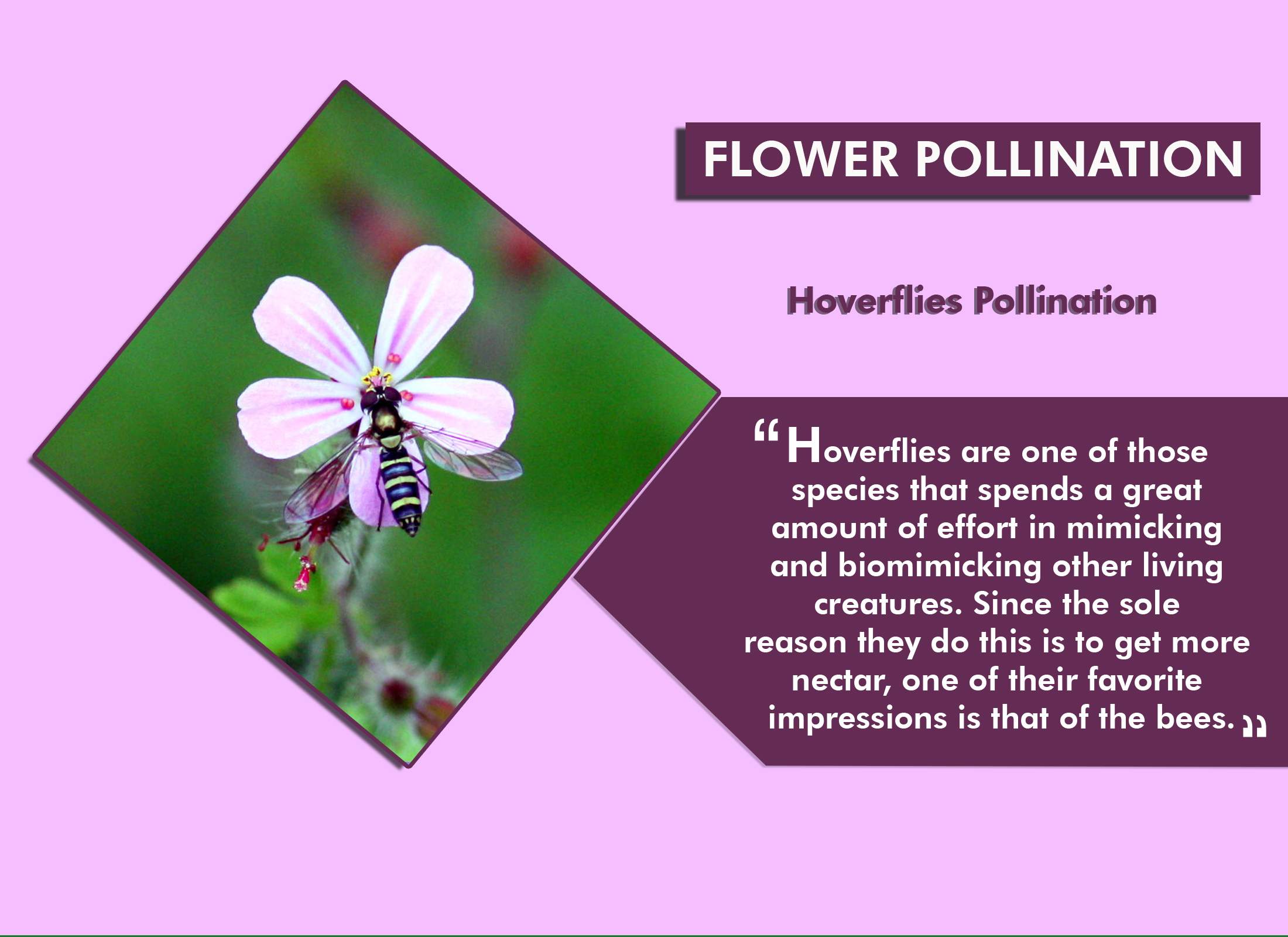 10 Animals That Help in Flower Pollination