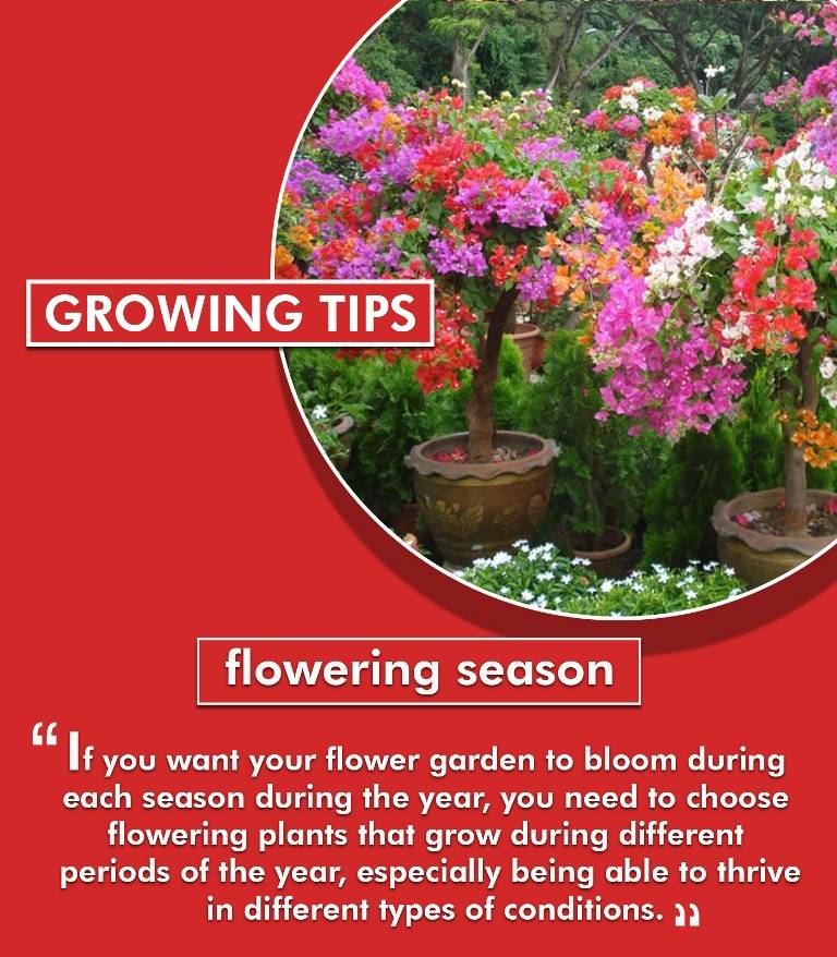 Symbolic Meanings Of Flowers In The Art Of Gifting