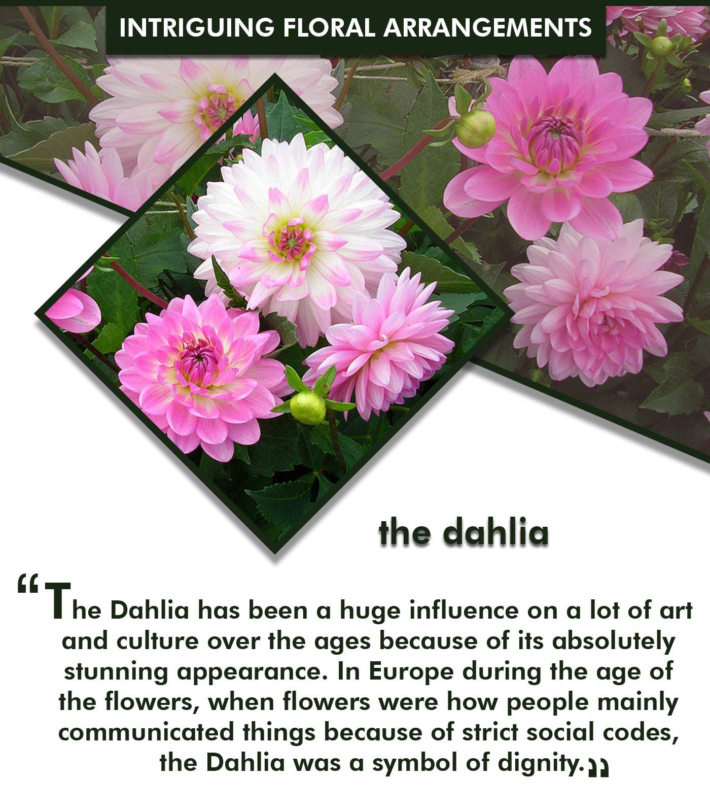 6 Intriguing Floral Arrangements that will leave you Spellbound