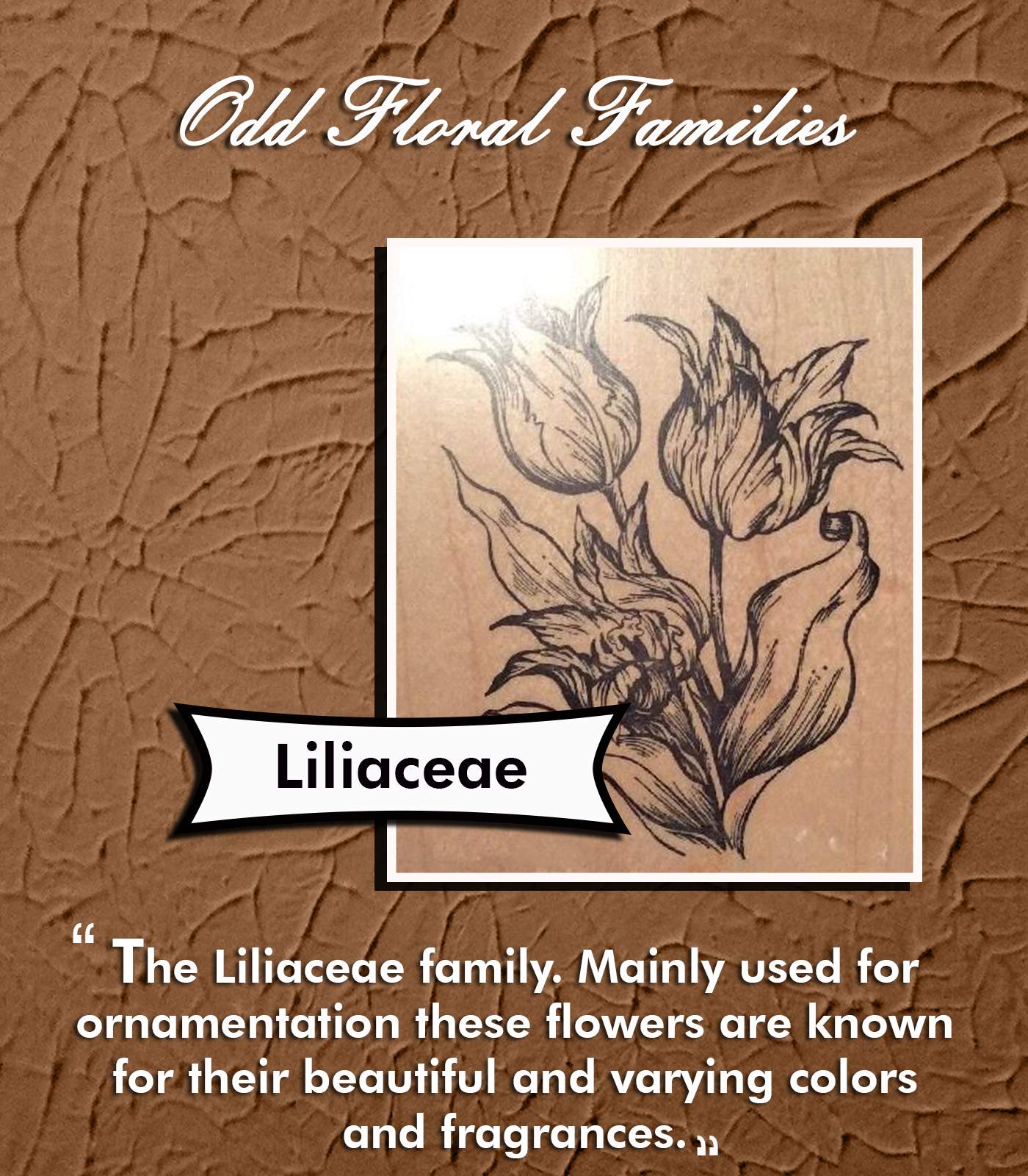 Liliaceae 5 Odd Floral Families that you should Know About