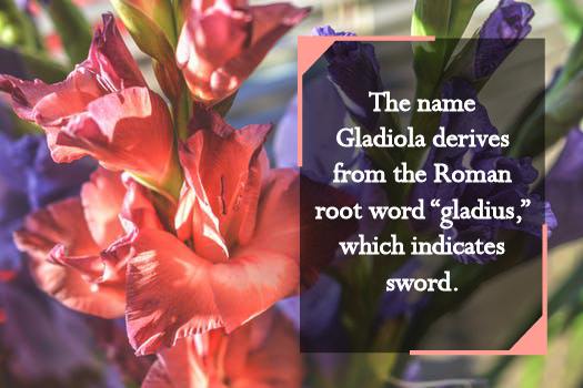 Birth Month Flowers: Etymology, History, Cultural Perspectives and More