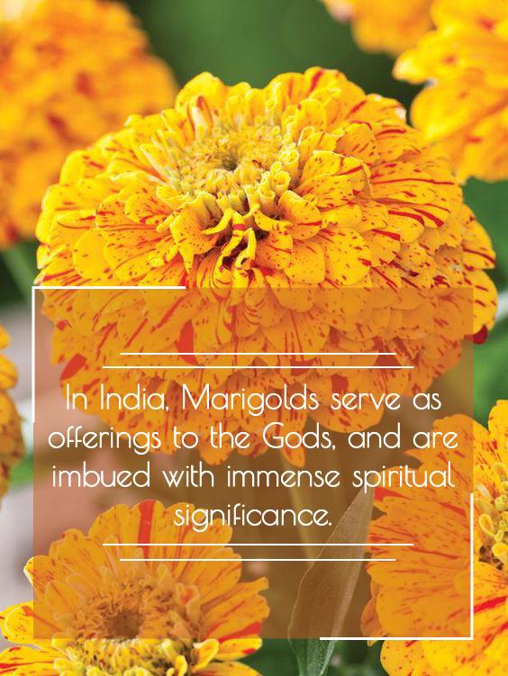 Birth Month Flowers: Etymology, History, Cultural Perspectives and More