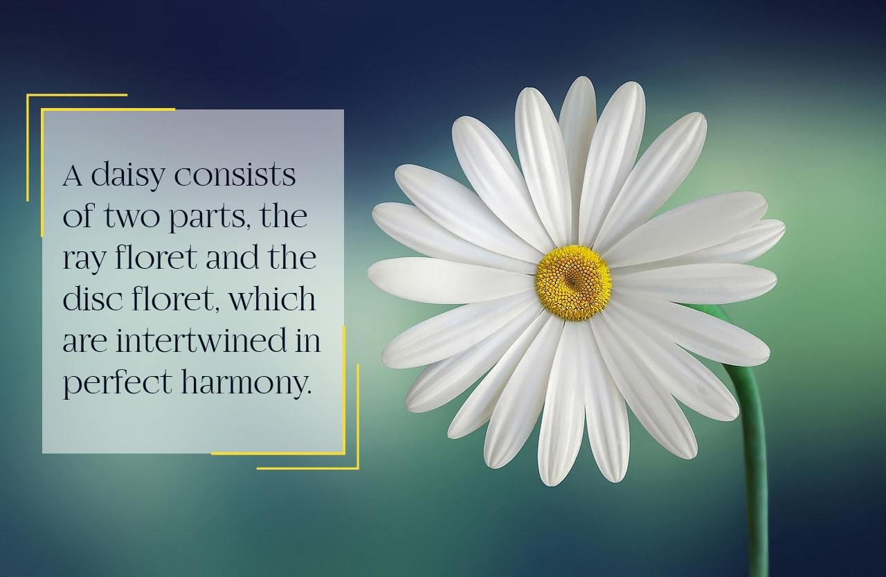 Birth Month Flowers: Etymology, History, Cultural Perspectives and More