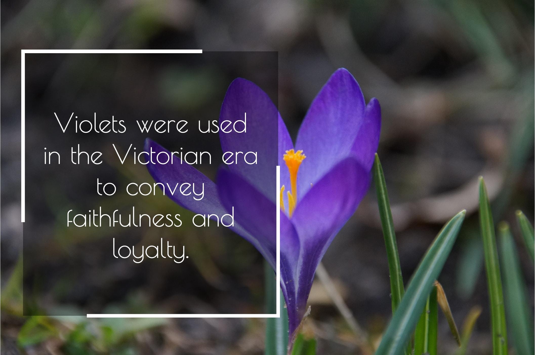 Birth Month Flowers: Etymology, History, Cultural Perspectives and More