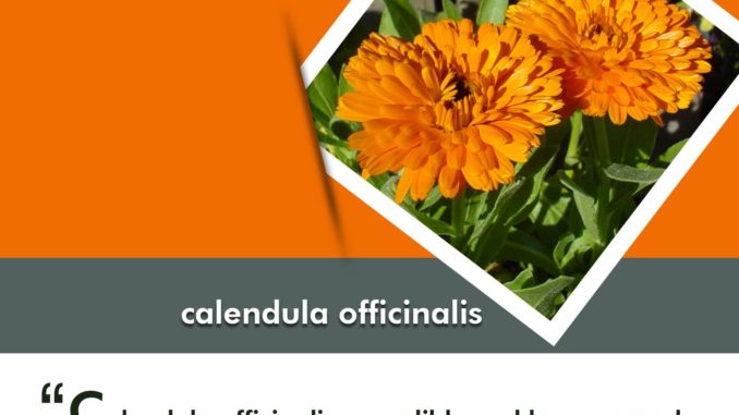 Growing Calendula in your Garden-compressed Tips for Selecting and Growing Flowers for all Seasons
