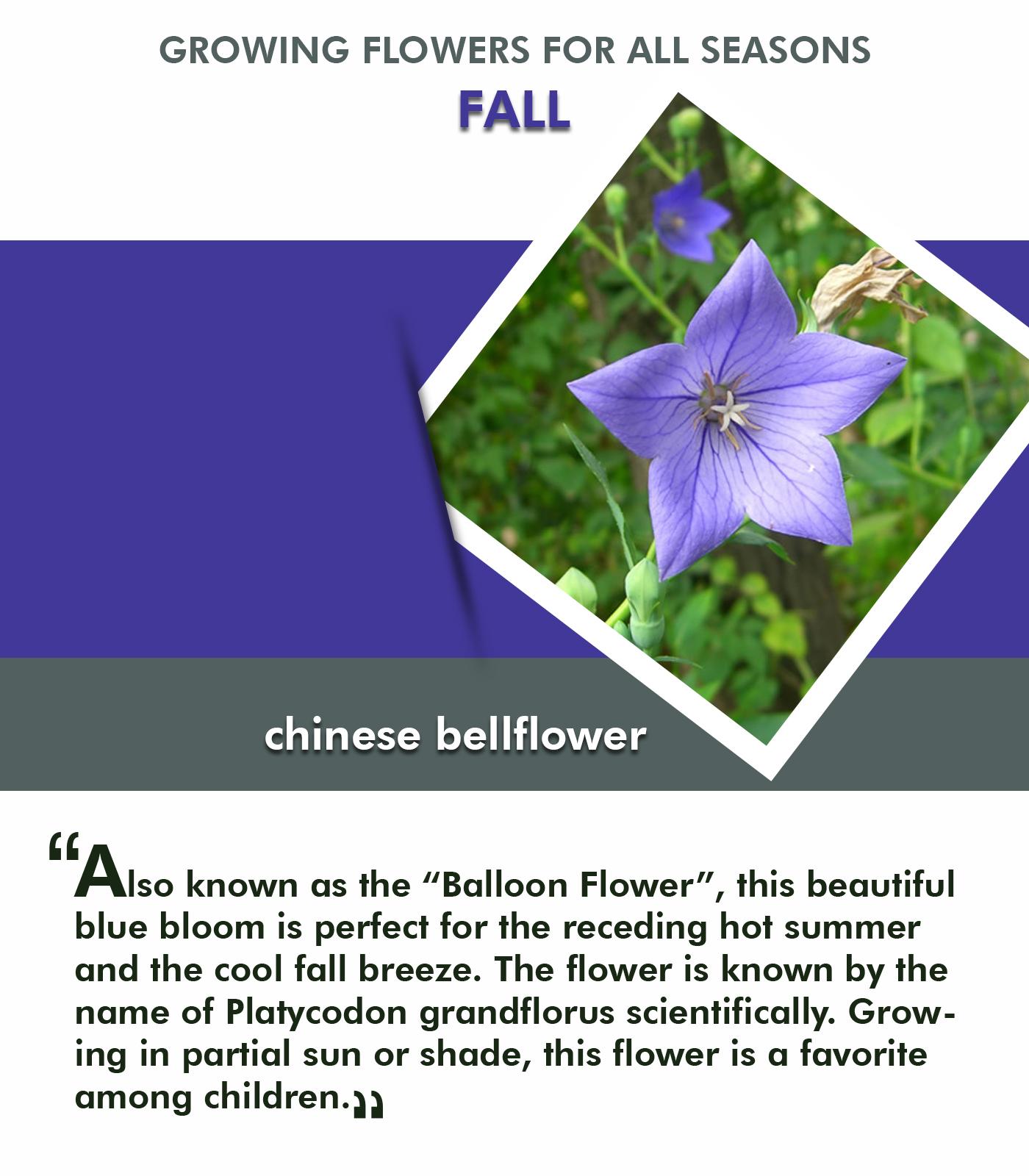 Tips for Selecting and Growing Flowers for all Seasons