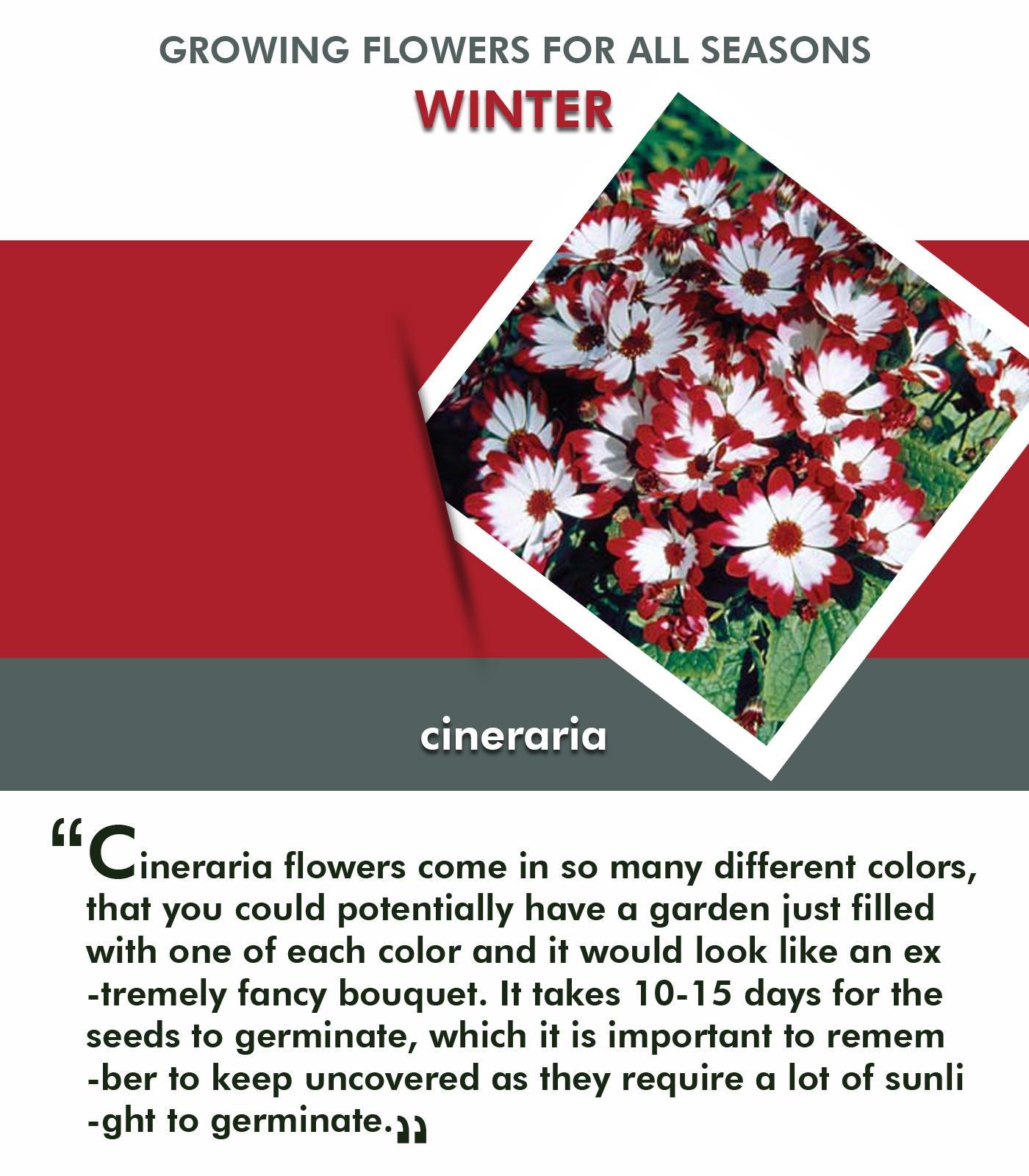 Tips for Selecting and Growing Flowers for all Seasons