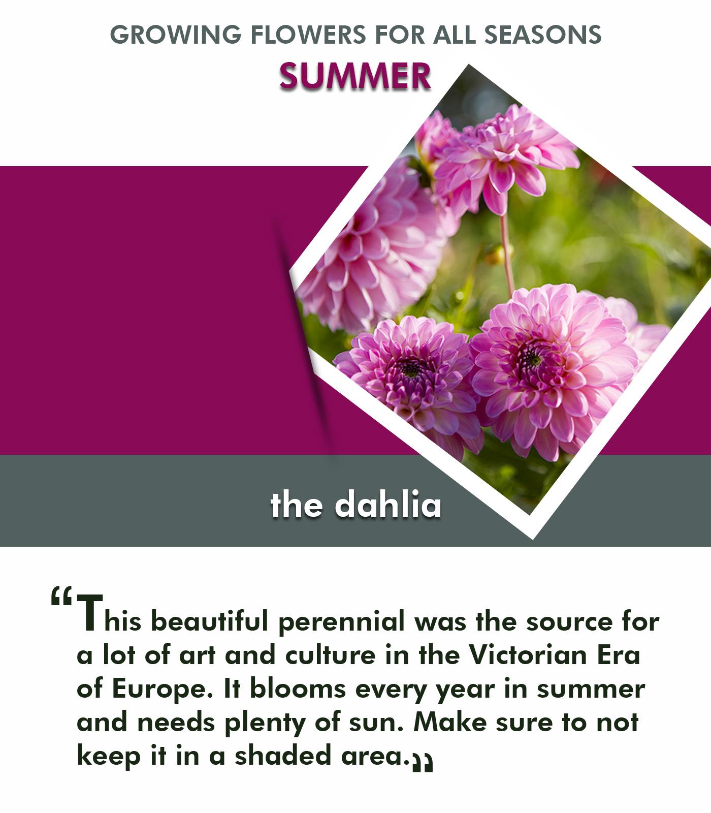 Tips for Selecting and Growing Flowers for all Seasons