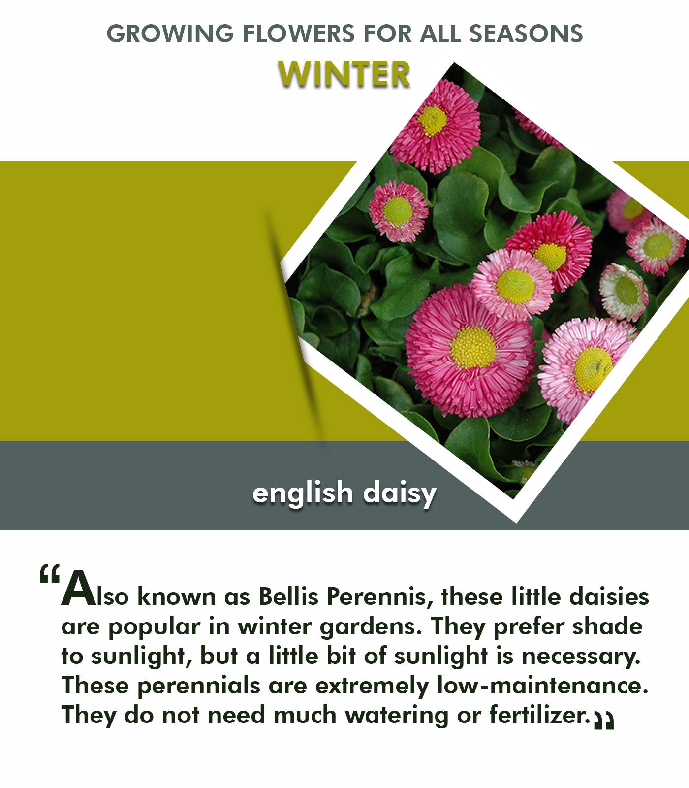 Tips for Selecting and Growing Flowers for all Seasons