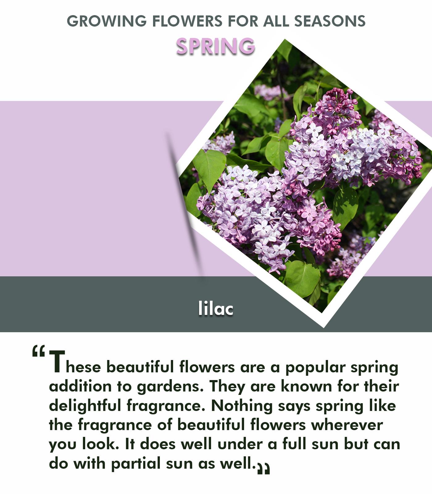Tips for Selecting and Growing Flowers for all Seasons