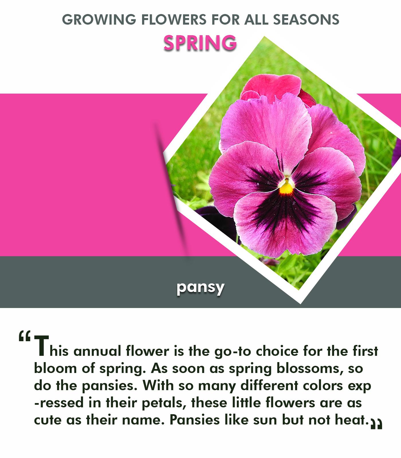 Tips for Selecting and Growing Flowers for all Seasons