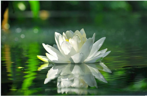 lotus How do flowers brighten up your skin naturally?