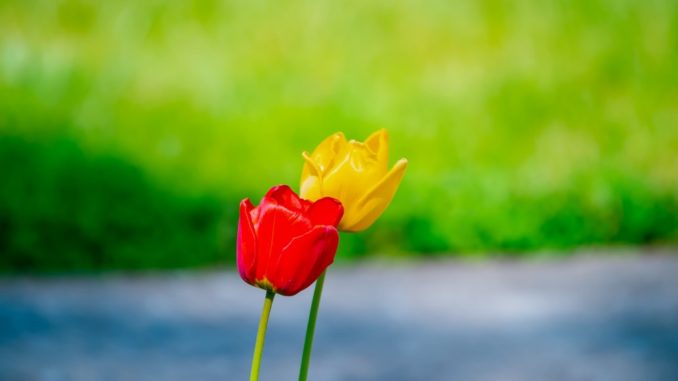Easter Flower Making Ideas