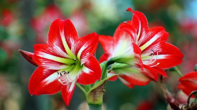 Flowers and Knots