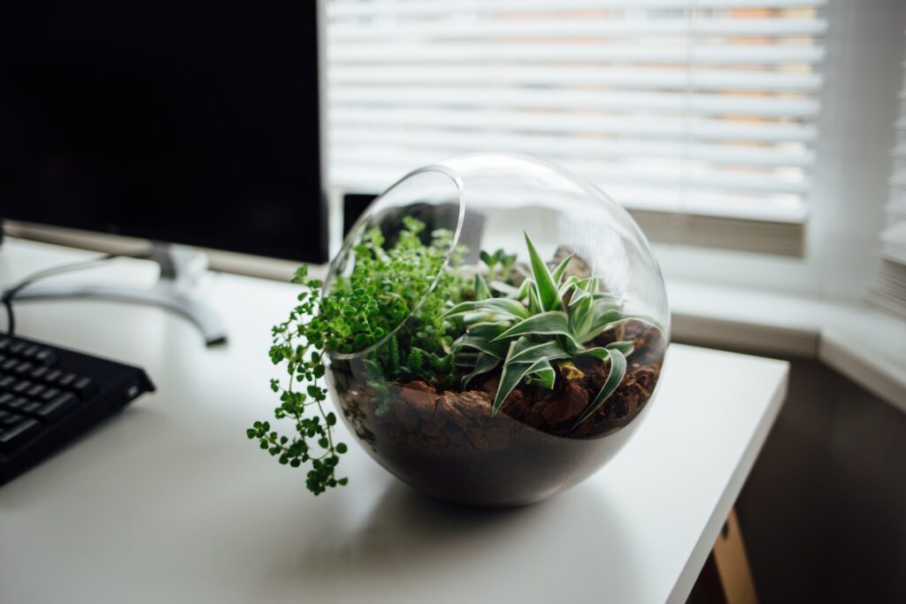 Plants as gifts for a Capricorn