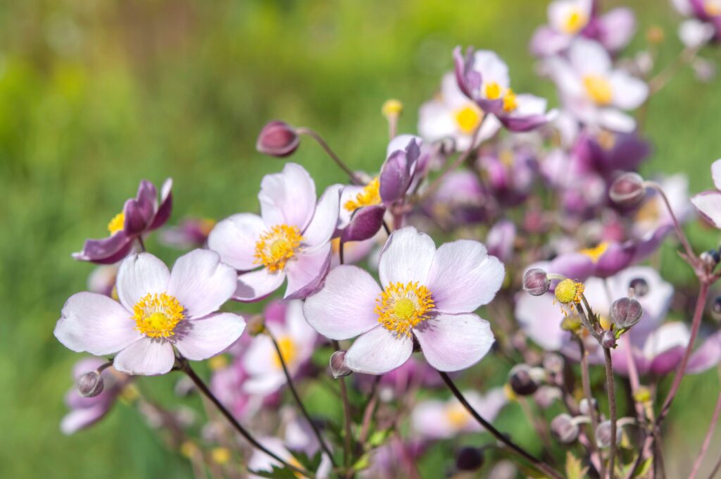 Flower Names & Origin: How Flowers Got Their Names