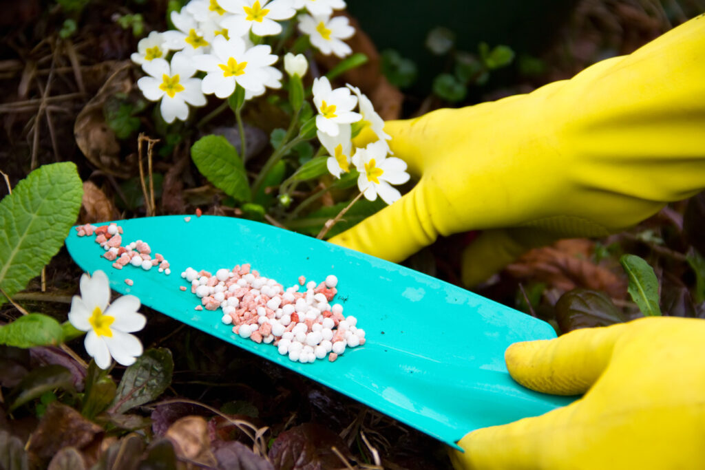 Tips to Take Care of Flowers